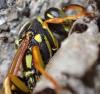 Polistes sp.
